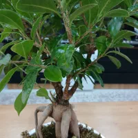 گل و گیاه بنسای جنسینگ پر برگ تنه دار|گل و گیاه طبیعی|تهران, صفا|دیوار