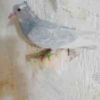 نقره ای پلنگ
