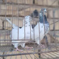 کبوتر|پرنده|اصفهان, منتظرالمهدی|دیوار