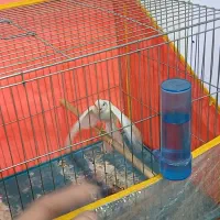 قناری نر سفید دستی|پرنده|شیراز, کوزه گری|دیوار