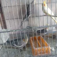 فروش فوری|پرنده|آبگرم, |دیوار