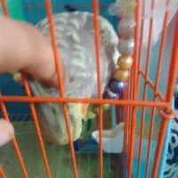 عروس‌هلندی‌سخنگو|پرنده|فومن, |دیوار