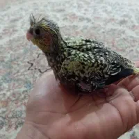 عروس هلندی|پرنده|گرگان, |دیوار