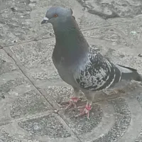 کبوتر یا کفتر