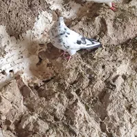 کبوتر ماده سوسکی