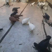 کبوتر|پرنده|تبریز, |دیوار