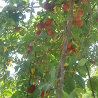 باغچه مثمر