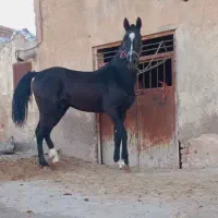 علیک یا نه َن۰ش۰ ۰ه ََسَصمصامی صی