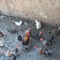 مرغ گردن لخت