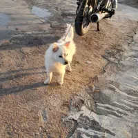 واگذاری|سگ|فین, |دیوار