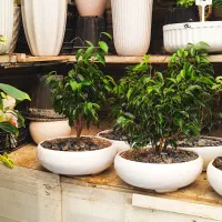 گل بنسای زامفولیا|گل و گیاه طبیعی|اراک, |دیوار