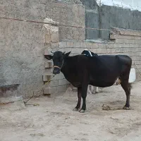 گاو سمینتال ۹ ماه آبستان