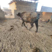 گاومیش ابستن