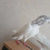 سپه سو قدیم