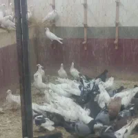 کفتر بوم بخون ضرر نداره