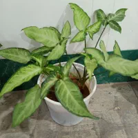 گلهای طبیعی و زیبا|گل و گیاه طبیعی|خانمیرزا, |دیوار