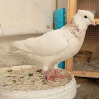 نرو ماده طوقی