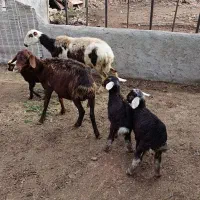 دوراس میش دوقلو یکی تک قل