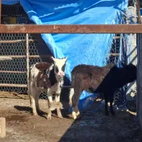 گوساله محلی