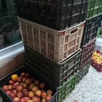 سیب و گلابی پاییزی|خوردنی و آشامیدنی|مشهد, گلبرگ|دیوار