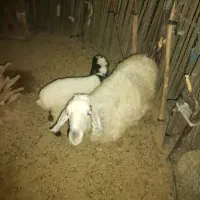 فروش میش زاییده