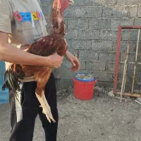 خروس لاری ندید|حیوانات مزرعه|آق قلا, |دیوار