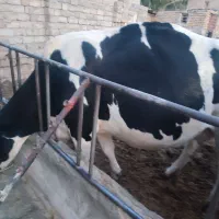 فروش گاو آبستن سنگین