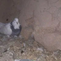 کبوتر