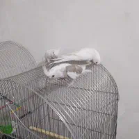 عروس هلندی البینو خالص چشم شرابی ۳ماهه|پرنده|نسیمشهر, |دیوار