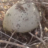 عسل کوهی جهرم قطب آباد