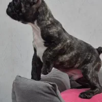 فرنچ بولداگ