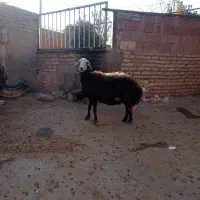 میش /گوسفند/ قوچ خورده/اصل بروجردی|حیوانات مزرعه|بجنورد, |دیوار