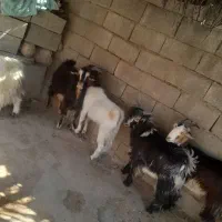 ۵عدد بیگ چاق برا کشت|حیوانات مزرعه|لالی, |دیوار