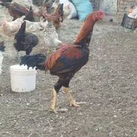 خروس لاری اوشامو|حیوانات مزرعه|سبزوار, قصبه شرقی|دیوار