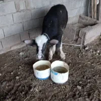 شوشتر شعیبیه|حیوانات مزرعه|شوشتر, |دیوار