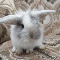 خرگوش لوپ زیبا