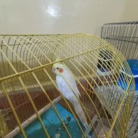 یک عدد عروس هلندی نر|پرنده|مسجد سلیمان, |دیوار