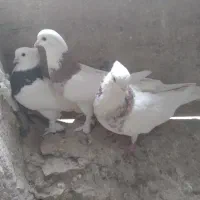 دوجفت طوقی به فروش میرسد|پرنده|قهستان, |دیوار