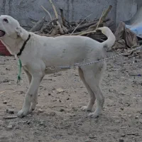 گم شده (یابنده مژدگانی خوب دارد)