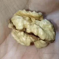 باغ-نقلی-فروش-یا-معاوضه