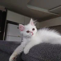 گربه نژاد دار