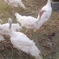 بوقلمون بیوتی