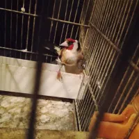 سهره نر خال حلب درجه یک|پرنده|خرمآباد, |دیوار