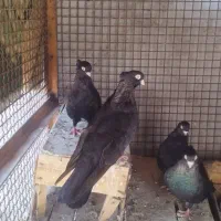 گمشده|حیوانات|جیرفت, |دیوار