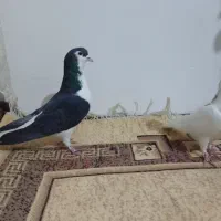 یک جفت خوشرنگ نروماده