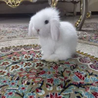 بچه خرگوش و گرینچیگ و مرغ عشق و مرغ و