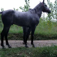 اسب نیله گلدارسال5