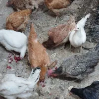 بوقلمون جوان امسال و مرغ لری سر|حیوانات مزرعه|کوهدشت, |دیوار