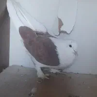 کبوتر|پرنده|برخوار, |دیوار