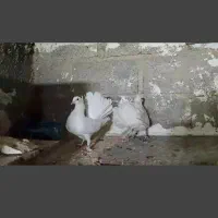 جفت دم چتری . طوقی|پرنده|مهر, |دیوار